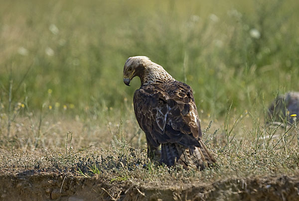 Kaiseradler (Aquila heliaca)