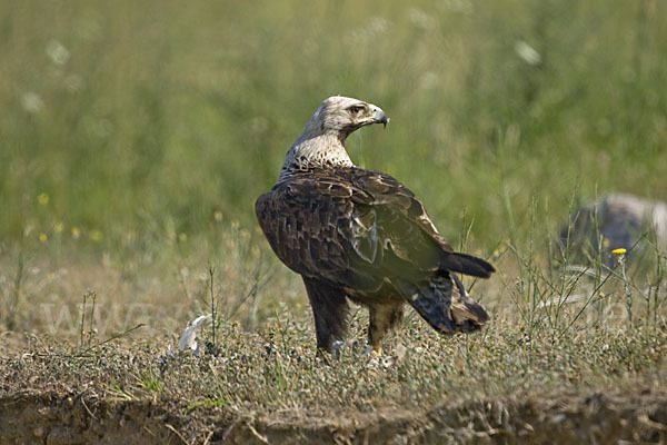 Kaiseradler (Aquila heliaca)