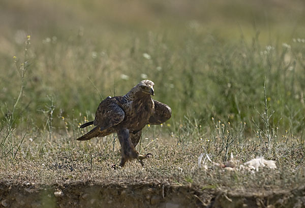 Kaiseradler (Aquila heliaca)