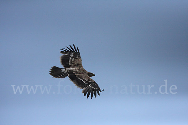 Kaiseradler (Aquila heliaca)