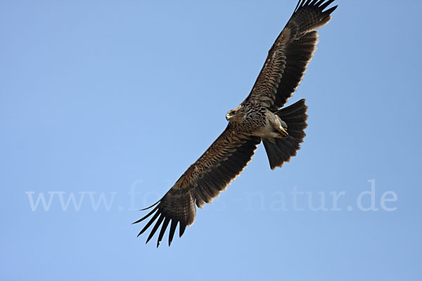 Kaiseradler (Aquila heliaca)