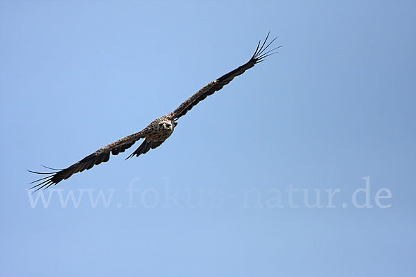 Kaiseradler (Aquila heliaca)