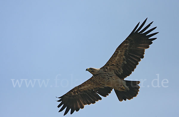 Kaiseradler (Aquila heliaca)