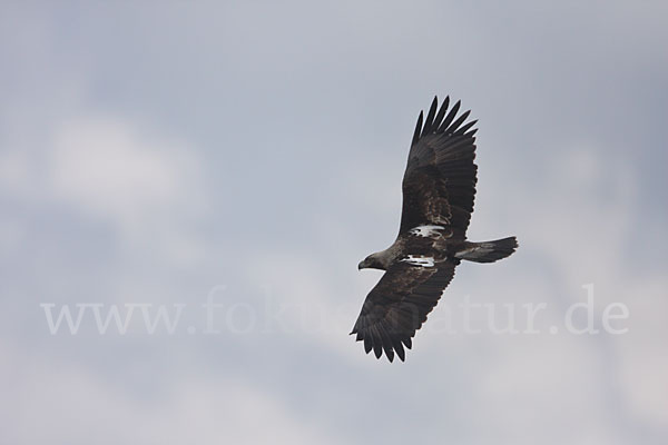 Kaiseradler (Aquila heliaca)