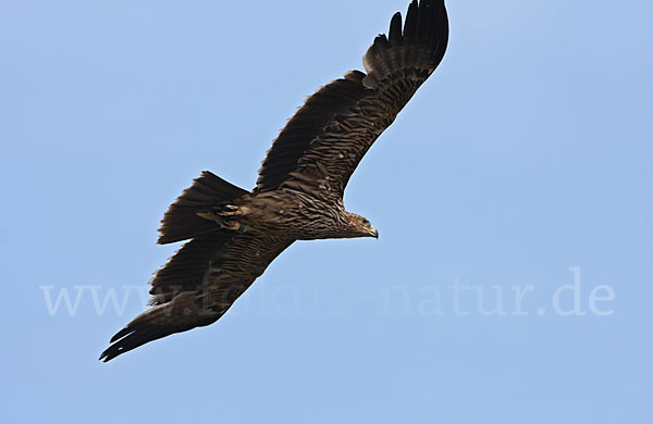 Kaiseradler (Aquila heliaca)