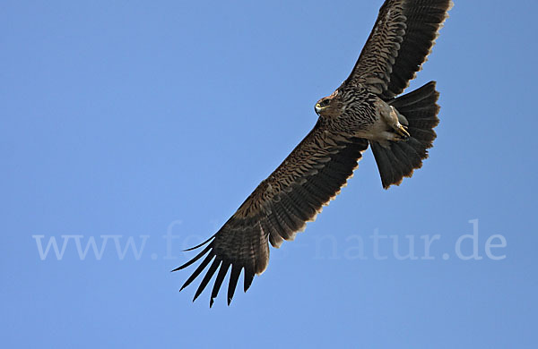 Kaiseradler (Aquila heliaca)