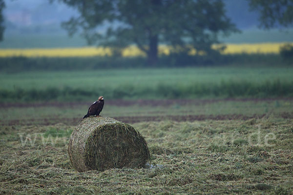 Kaiseradler (Aquila heliaca)