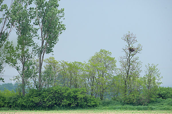 Kaiseradler (Aquila heliaca)