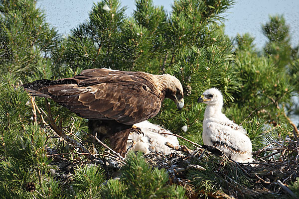 Kaiseradler (Aquila heliaca)