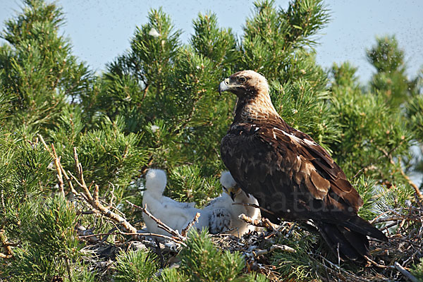 Kaiseradler (Aquila heliaca)