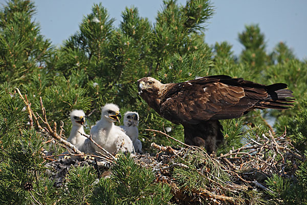 Kaiseradler (Aquila heliaca)