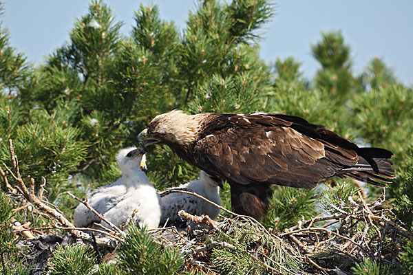 Kaiseradler (Aquila heliaca)