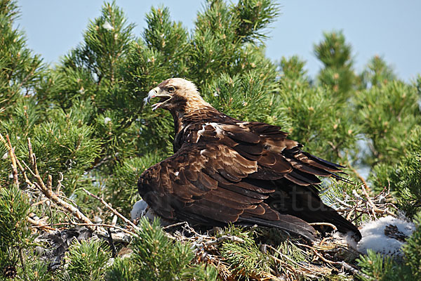 Kaiseradler (Aquila heliaca)