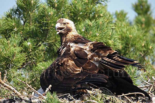 Kaiseradler (Aquila heliaca)