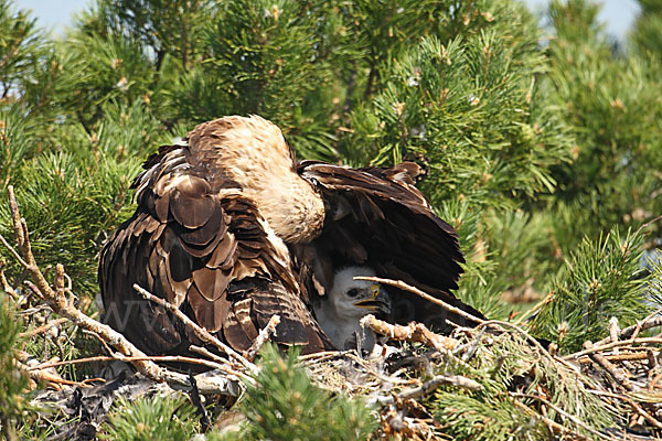 Kaiseradler (Aquila heliaca)