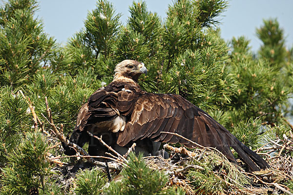 Kaiseradler (Aquila heliaca)