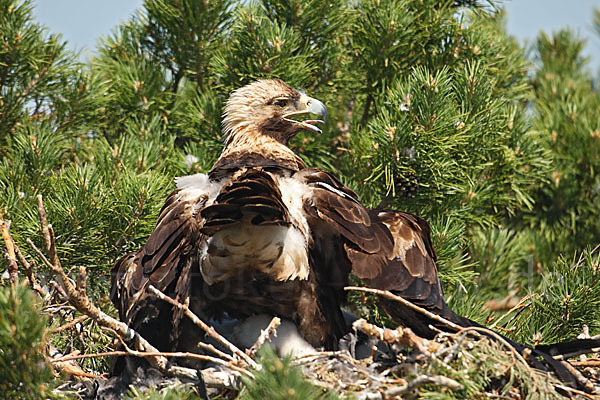 Kaiseradler (Aquila heliaca)