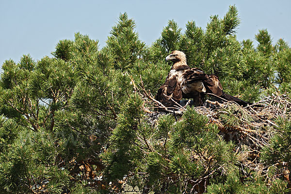 Kaiseradler (Aquila heliaca)