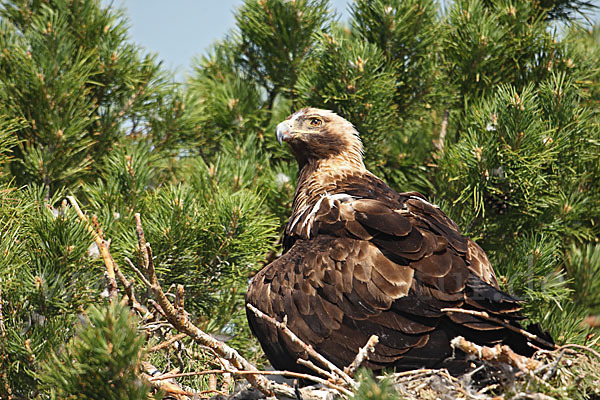 Kaiseradler (Aquila heliaca)