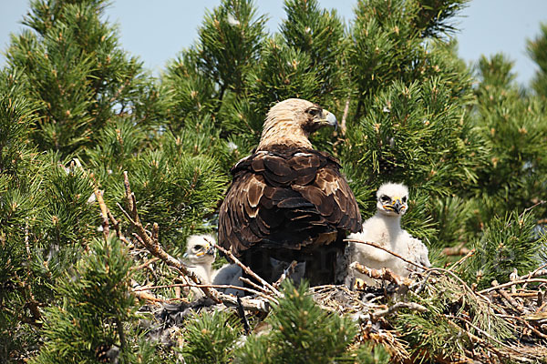 Kaiseradler (Aquila heliaca)