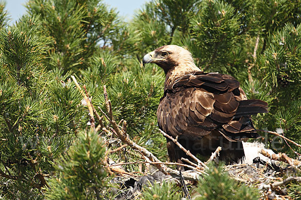 Kaiseradler (Aquila heliaca)