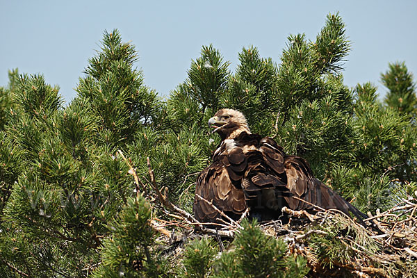 Kaiseradler (Aquila heliaca)