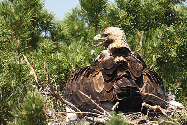 Kaiseradler (Aquila heliaca)