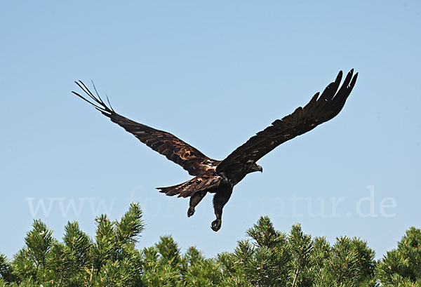 Kaiseradler (Aquila heliaca)