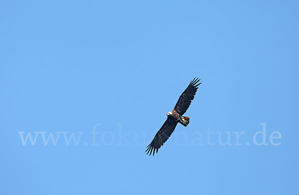 Kaiseradler (Aquila heliaca)