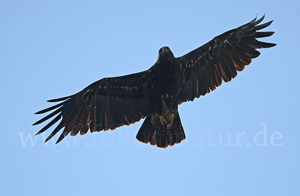 Kaiseradler (Aquila heliaca)