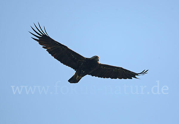 Kaiseradler (Aquila heliaca)