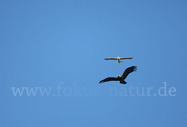 Kaiseradler (Aquila heliaca)