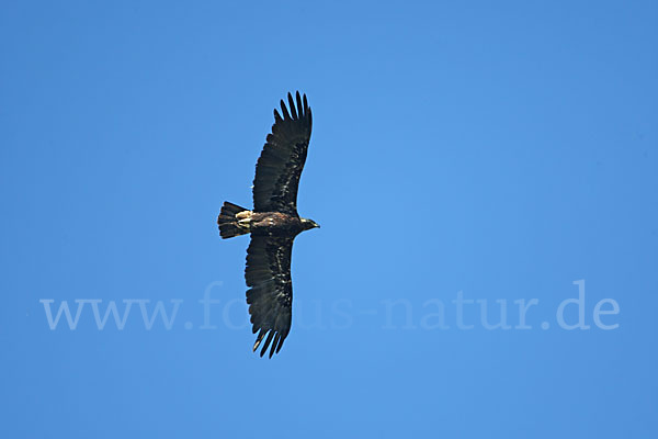 Kaiseradler (Aquila heliaca)