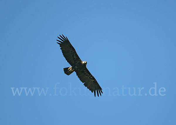 Kaiseradler (Aquila heliaca)