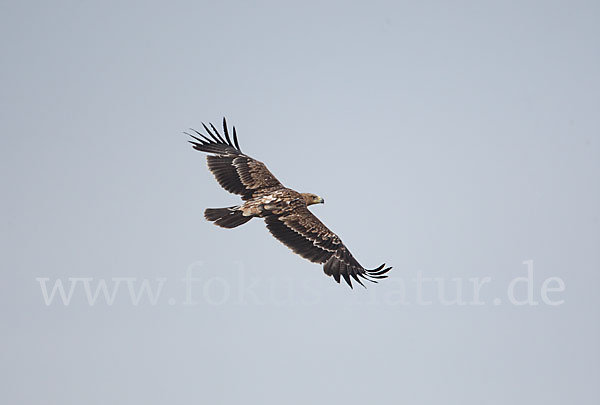 Kaiseradler (Aquila heliaca)