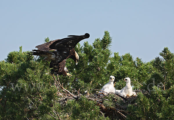 Kaiseradler (Aquila heliaca)