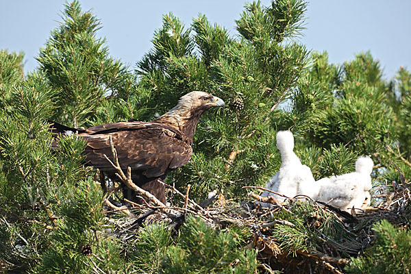 Kaiseradler (Aquila heliaca)