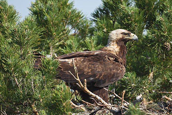 Kaiseradler (Aquila heliaca)