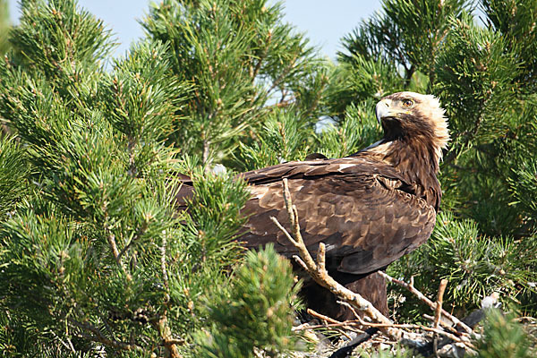 Kaiseradler (Aquila heliaca)