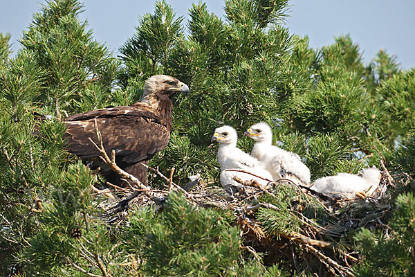 Kaiseradler (Aquila heliaca)