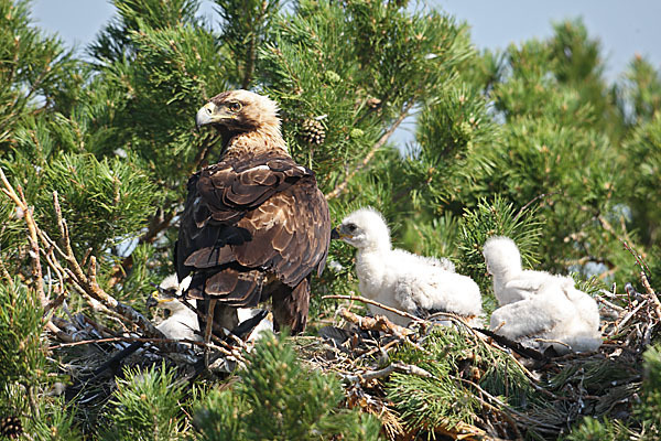 Kaiseradler (Aquila heliaca)