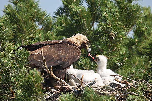 Kaiseradler (Aquila heliaca)