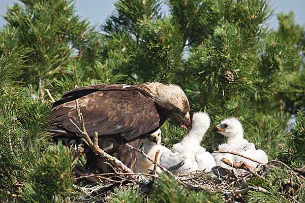 Kaiseradler (Aquila heliaca)