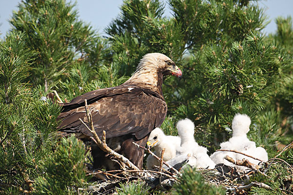 Kaiseradler (Aquila heliaca)