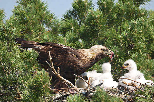 Kaiseradler (Aquila heliaca)