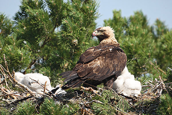 Kaiseradler (Aquila heliaca)