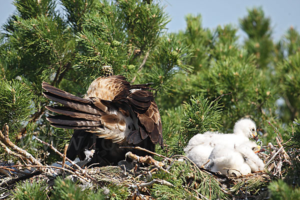 Kaiseradler (Aquila heliaca)