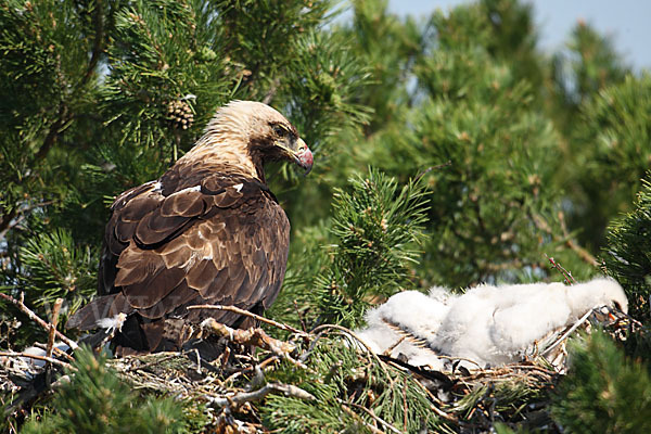 Kaiseradler (Aquila heliaca)