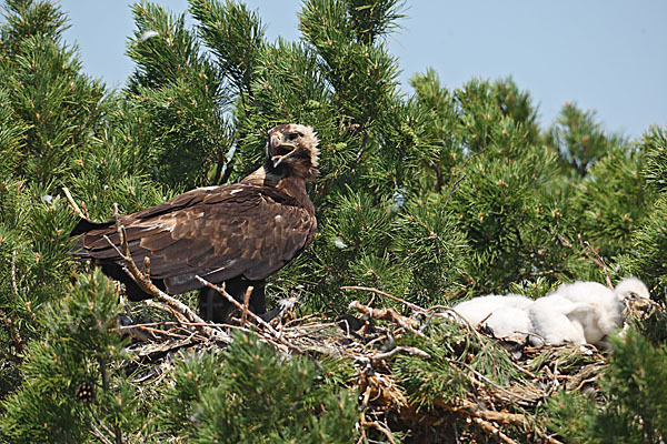 Kaiseradler (Aquila heliaca)