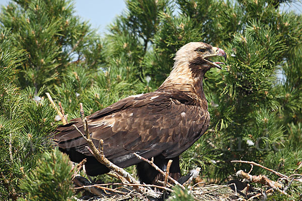 Kaiseradler (Aquila heliaca)